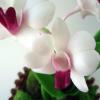Dendrobium Orchid