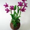 Nobile Orchid