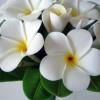 White Plumeria