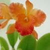 Cattleya Orchid