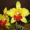 Cattleya Orchid