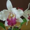 Cattleya Orchid