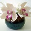 Cymbidium Orchid