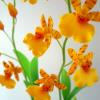 Oncidium Orchid aka Dancing Lady