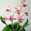 Nobile Orchid