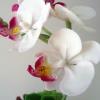 Phalaenopsis Orchid