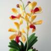 Yellow Mokara (Vanda Orchid Genera)