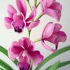 Cymbidium Orchid