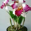 Cattleya Orchid