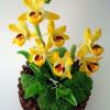 Nobile Orchid